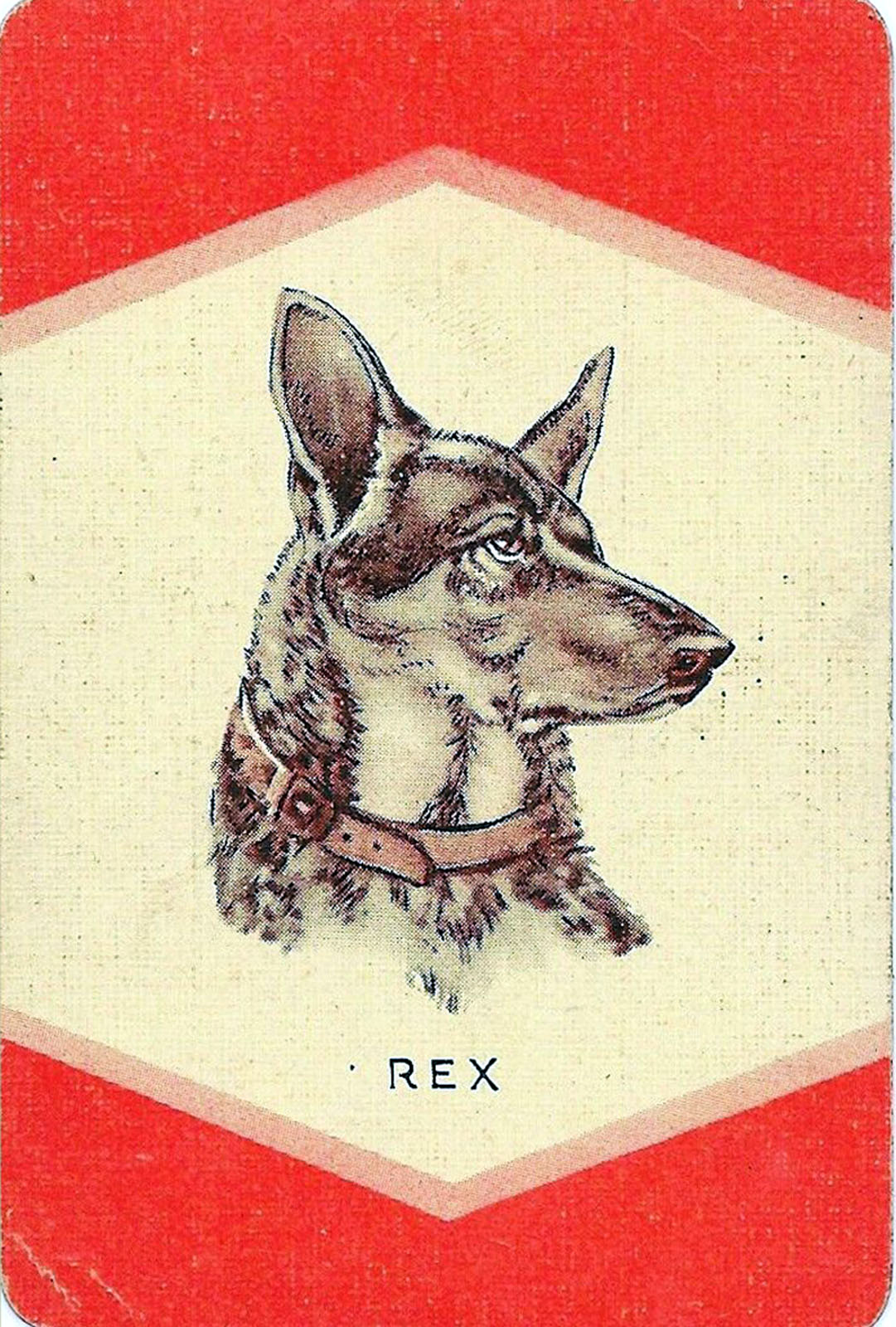 Rex the Dog